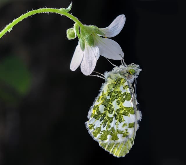 Essential Flower Gardening Tips for Every Gardener