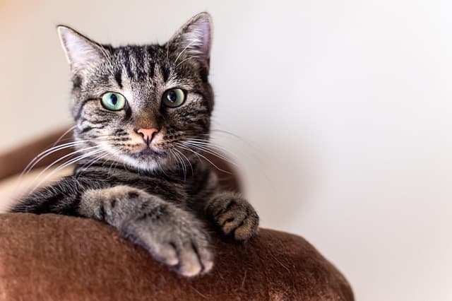 Best Pet Photography Tips: A Complete Buying Guide