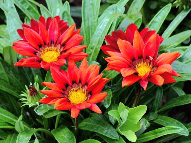 Guide d'achat des meilleures plantes d'intérieur urbaines